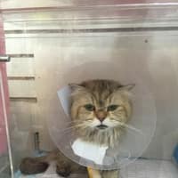 斗六佑安動物醫院