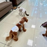 慈愛動物醫院-縣府分院