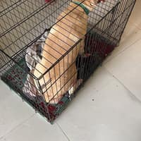 哈囉獸醫診所