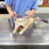 新泰動物醫院