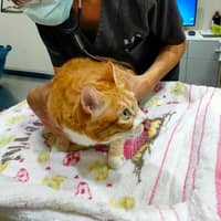 奇奇動物醫院