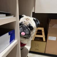 貝安動物醫院