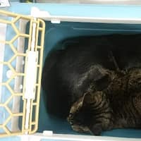 民昇動物醫院