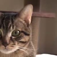 北平動物醫院