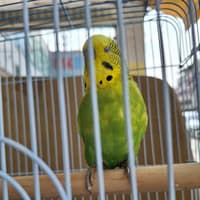 鳥醫院