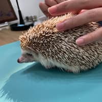樂蹦動物醫院