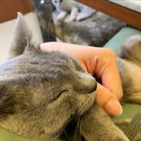 恩加動物醫院