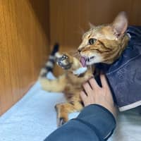 綠樁動物醫院