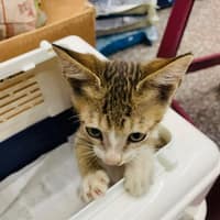 狗脾氣動物醫院