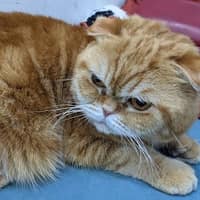 歐米咖動物醫院