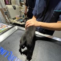 美崙動物醫院