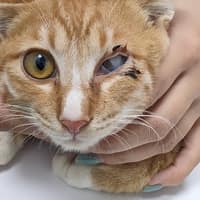 鶯歌奇緣動物醫院