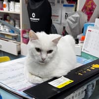 東昇動物醫院