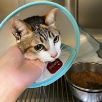 猩猩狐狸動物醫院