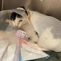 美生動物醫院