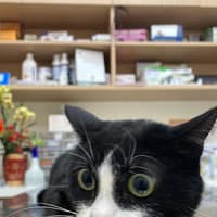 立新動物醫院
