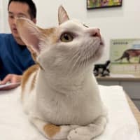 森遠動物醫院