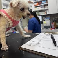 青松動物醫院