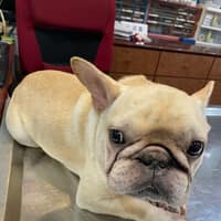 虎尾動物醫院