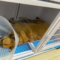 中華動物醫院