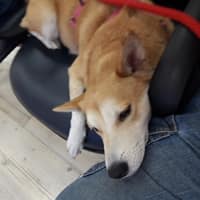 立康動物醫院