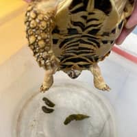 大灣動物醫院
