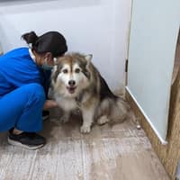 智遇動物醫院