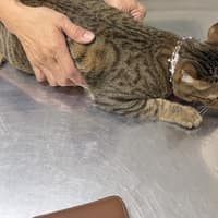 弘光動物醫院