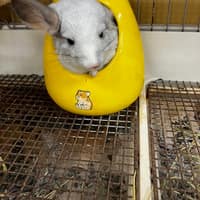 小傢伙 動物醫院