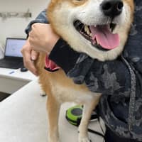 好牙動物醫院