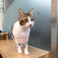 磨鼻子動物醫院