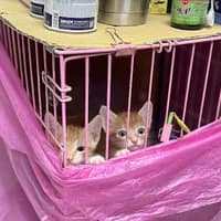 大愛動物醫院