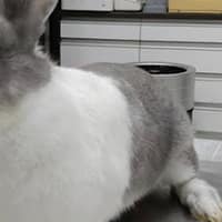 凱旋動物醫院