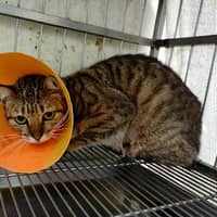 誠恩動物醫院