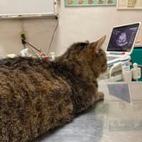 上揚動物醫院