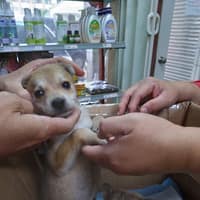 忠平動物醫院
