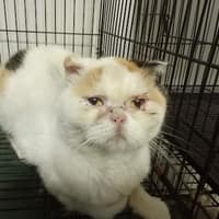 安華動物醫院