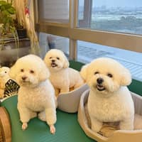 可麗兒動物醫院