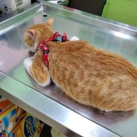 謝獸醫動物醫院