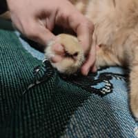 佑青動物醫院