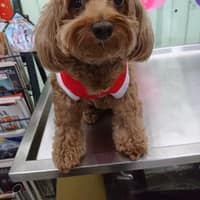 何康動物醫院