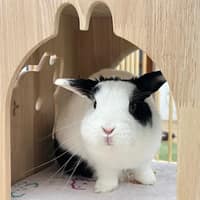 長宏動物醫院