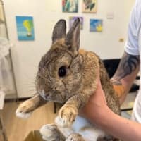 邦尼動物醫院