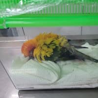 凡賽爾動物醫院