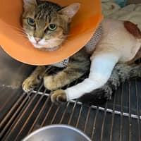 春天動物醫院