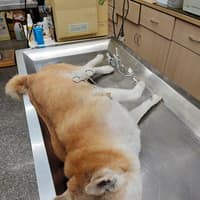 信安犬貓醫院