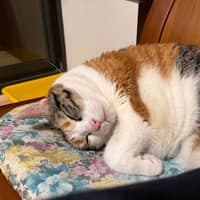 寶貝動物醫院
