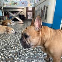 員林動物醫院