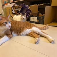 埔里動物醫院