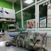 佳醫動物醫院